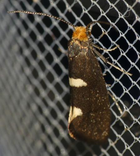 Incurvaria masculella